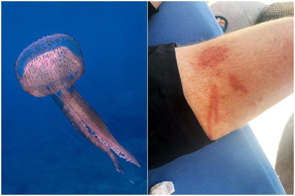 meduza morska mjesecina dr vidak