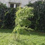 marihuana Metkovic 1 2