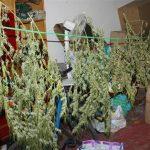 marihuana Metkovic 1 3