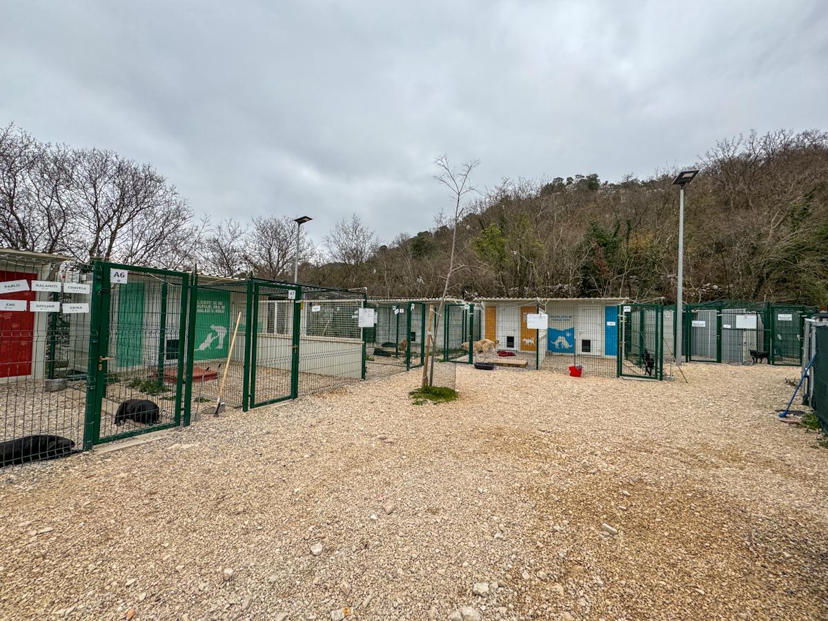 azil dubrovnik psi 15
