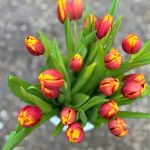 tulipani vrtlar
