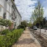 radovi drvored bulevar 1