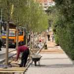 radovi drvored bulevar 14
