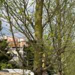 radovi drvored bulevar 15