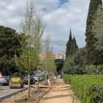 radovi drvored bulevar 4