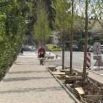 radovi drvored bulevar 8
