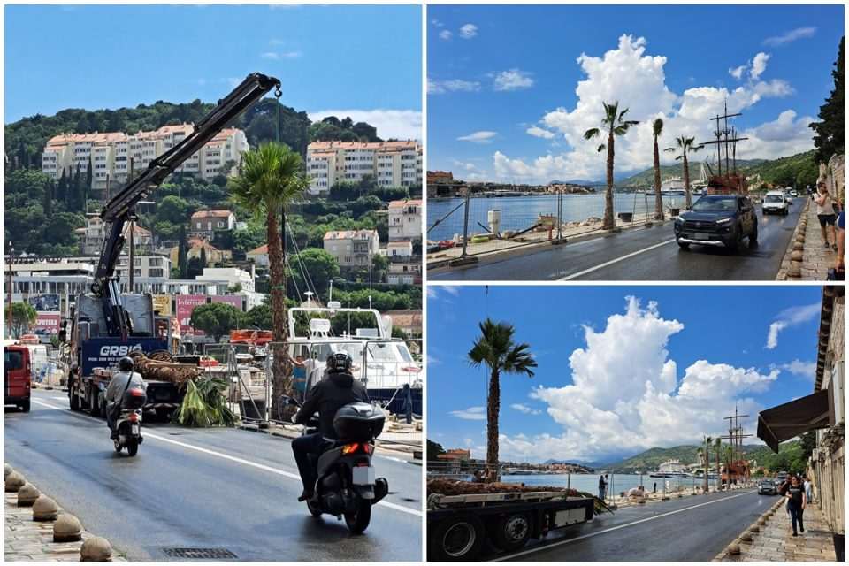 gruz riva postavljanje palme naslovna