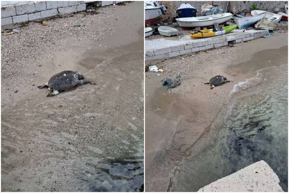 kornjaca na obali uginnula n