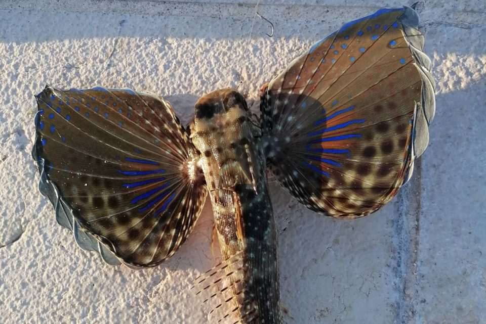 riba lastavica s krilima