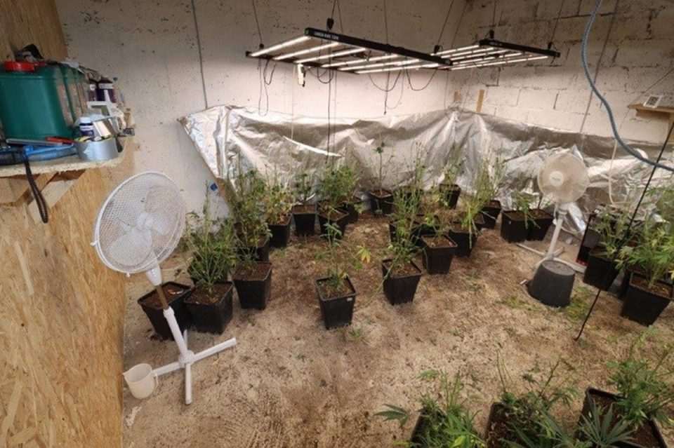 droga konoplja policija 4
