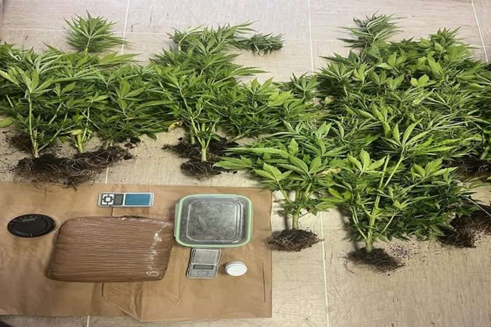 korcula marihuana kanabis