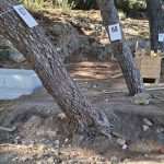park gradac obnova 2