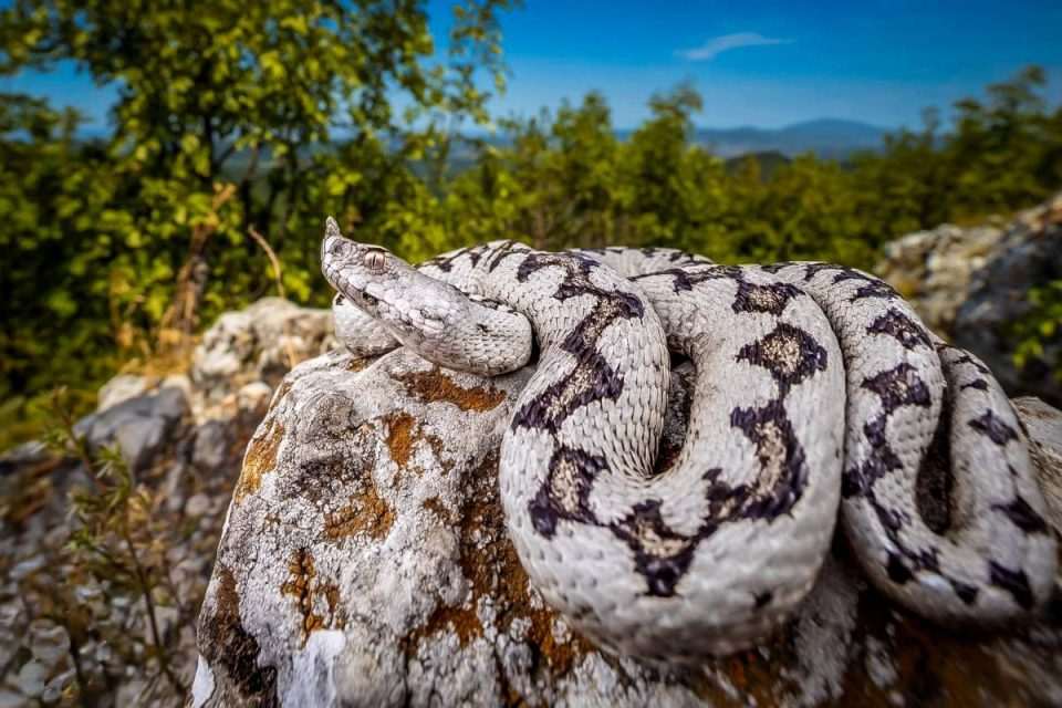 poskok zavazda konavle