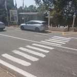zebra pjesacki trsteno