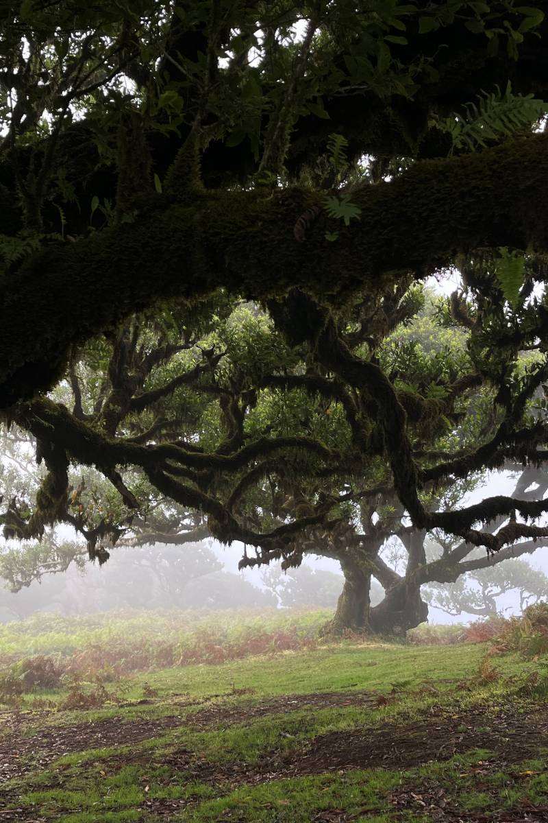 fanal forest
