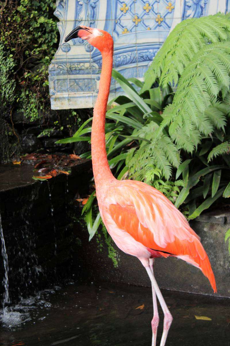 flamingo madeira