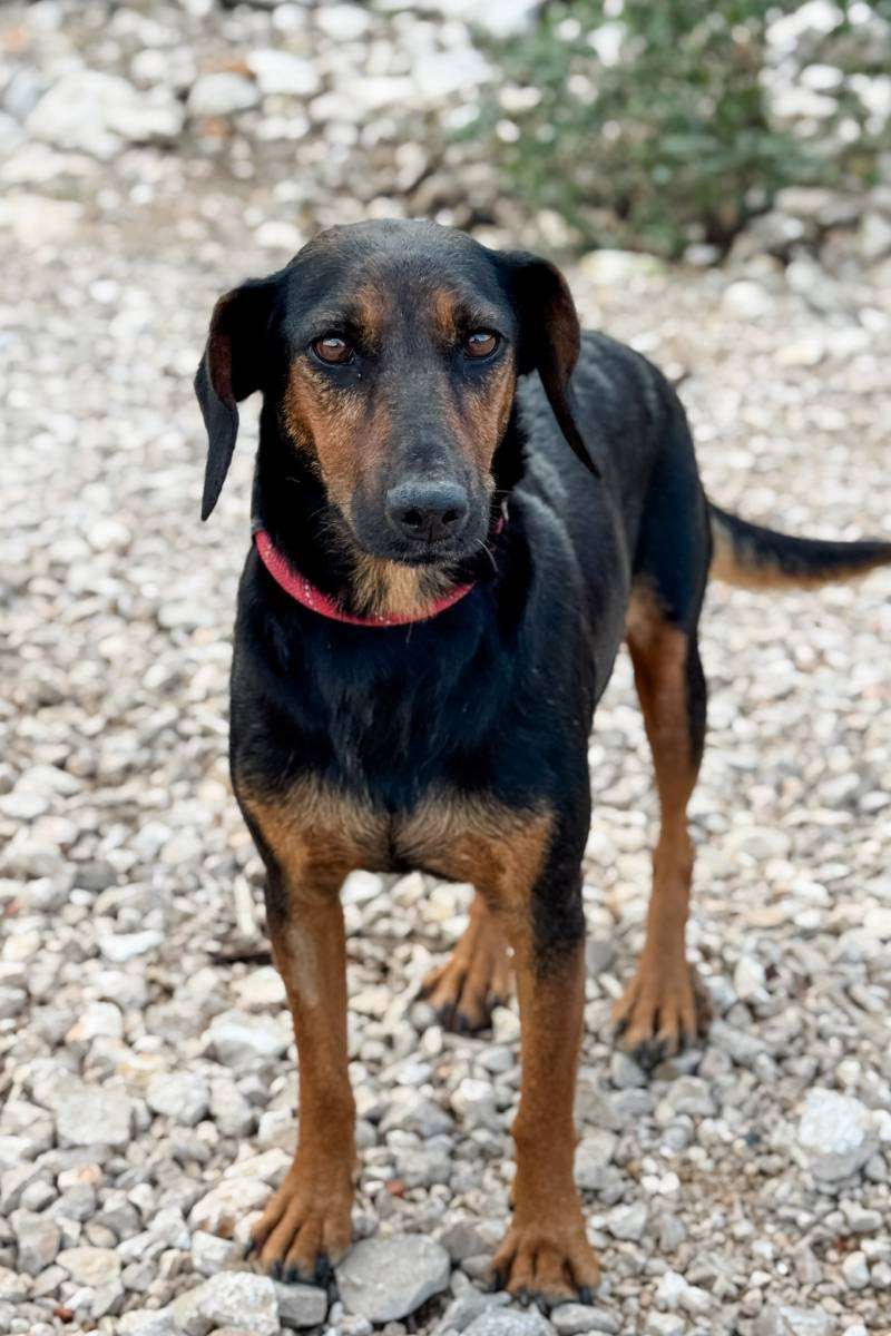 Ako razmišljate o kupnji psa - udomite i omogućite mu Božić u toplom domu! 3 nala pas