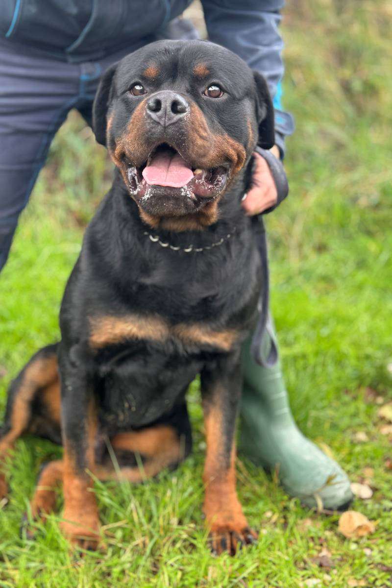 Ako razmišljate o kupnji psa - udomite i omogućite mu Božić u toplom domu! 1 pas azil