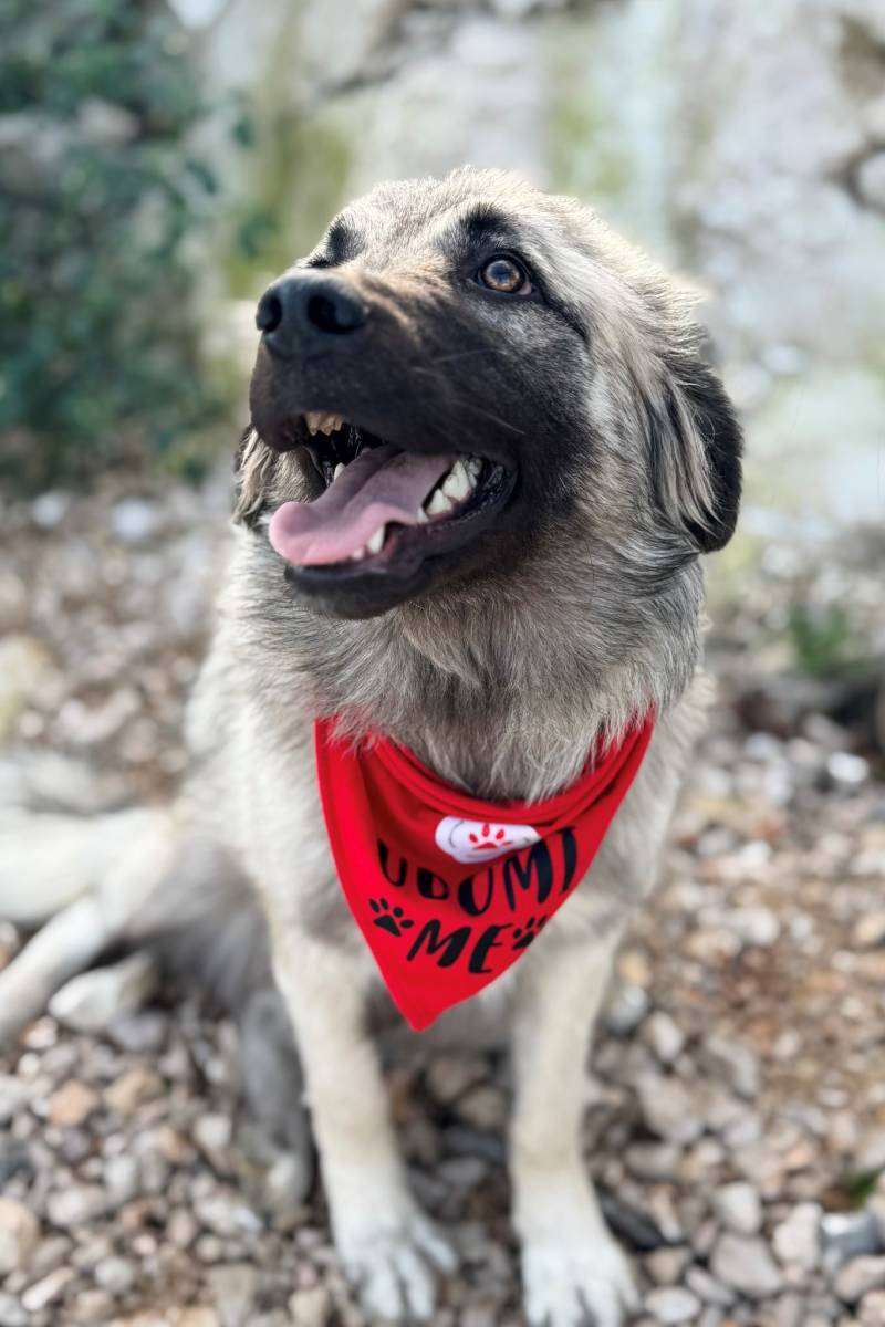 Ako razmišljate o kupnji psa - udomite i omogućite mu Božić u toplom domu! 2 pas zara