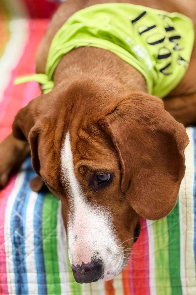 Ako razmišljate o kupnji psa - udomite i omogućite mu Božić u toplom domu! 4 ziggy