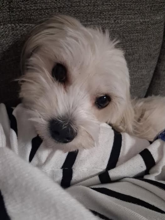 maltezer 1